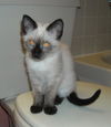 Halo the Siamese Kitten