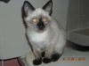 Halo the Siamese Kitten