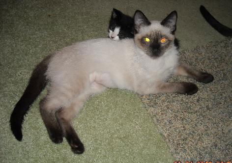 Halo the Siamese Kitten