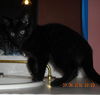 Pogo the Kitten