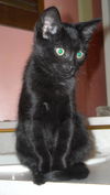 Pogo the Kitten
