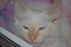 Danny the Beautiful Siamese  Kitten