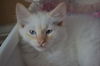 Danny the Beautiful Siamese  Kitten