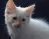 Danny the Beautiful Siamese  Kitten