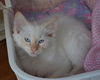Danny the Beautiful Siamese  Kitten