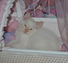 Danny the Beautiful Siamese  Kitten