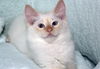 Danny the Beautiful Siamese  Kitten