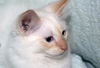 Danny the Beautiful Siamese  Kitten