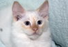 Danny the Beautiful Siamese  Kitten