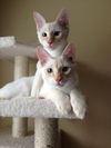 Danny the Beautiful Siamese  Kitten