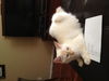 Danny the Beautiful Siamese  Kitten