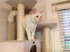 Danny the Beautiful Siamese  Kitten