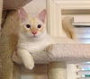 Danny the Beautiful Siamese  Kitten