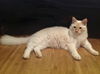 Danny the Beautiful Siamese  Kitten