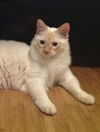 Danny the Beautiful Siamese  Kitten