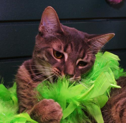 Silver the Loving Kitten (Video)