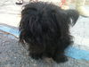 Munchkin the Survivor Shih Tzu