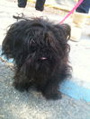 Munchkin the Survivor Shih Tzu