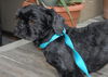 Munchkin the Survivor Shih Tzu
