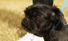 Munchkin the Survivor Shih Tzu