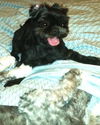 Munchkin the Survivor Shih Tzu
