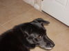 Pepper the Border Collie