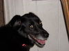 Pepper the Border Collie