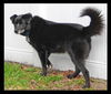 Pepper the Border Collie