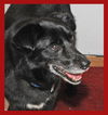 Pepper the Border Collie