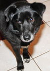 Pepper the Border Collie