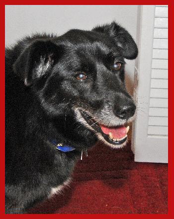 Pepper the Border Collie