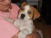 Joey the Bulldog Pup