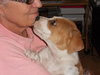 Joey the Bulldog Pup