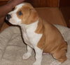 Joey the Bulldog Pup