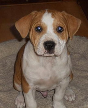 Joey the Bulldog Pup