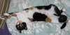 Kelly the Hello Kitty Calico