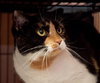 Kelly the Hello Kitty Calico