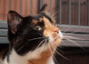 Kelly the Hello Kitty Calico