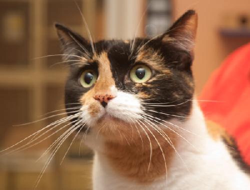 Kelly the Hello Kitty Calico