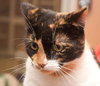 Kelly the Hello Kitty Calico