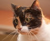 Kelly the Hello Kitty Calico