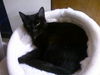 Savannah the Cute-Faced Loving Tuxedo Kitten