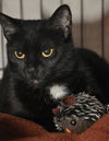 Savannah the Cute-Faced Loving Tuxedo Kitten