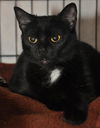 Savannah the Cute-Faced Loving Tuxedo Kitten
