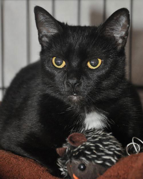 Savannah the Cute-Faced Loving Tuxedo Kitten
