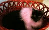 Savannah the Cute-Faced Loving Tuxedo Kitten