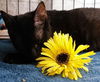 Savannah the Cute-Faced Loving Tuxedo Kitten
