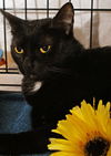 Savannah the Cute-Faced Loving Tuxedo Kitten
