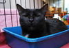 Savannah the Cute-Faced Loving Tuxedo Kitten