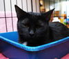 Savannah the Cute-Faced Loving Tuxedo Kitten
